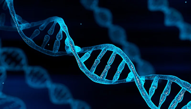 a DNA strand, an example of molecular biology jobs