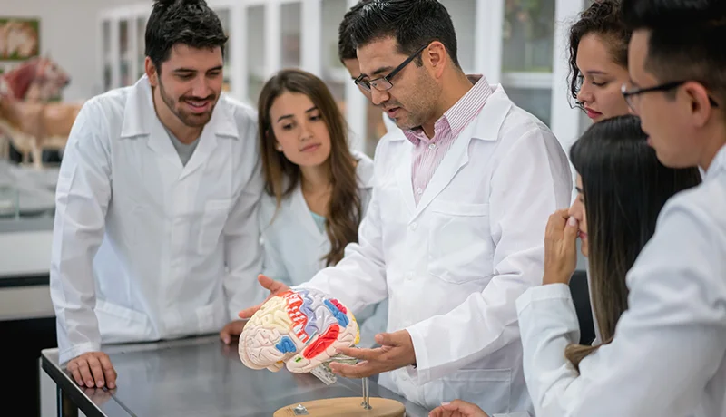 neuroscience degree students in labcoats looking at a model of a brain