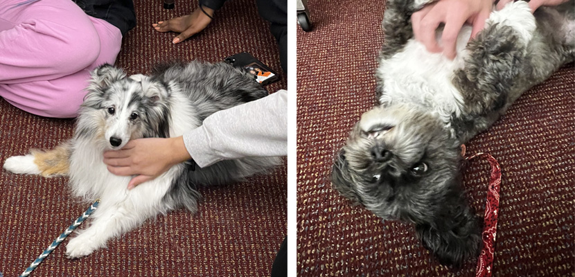 students petting therapy dogs